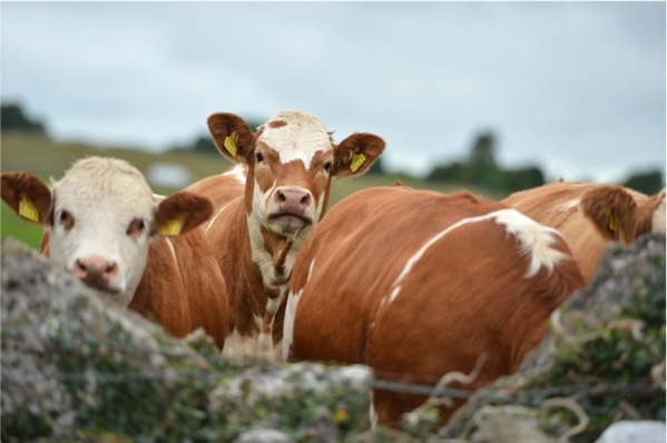 Irische Rinder auf grüner Wiese, Weidehaltung