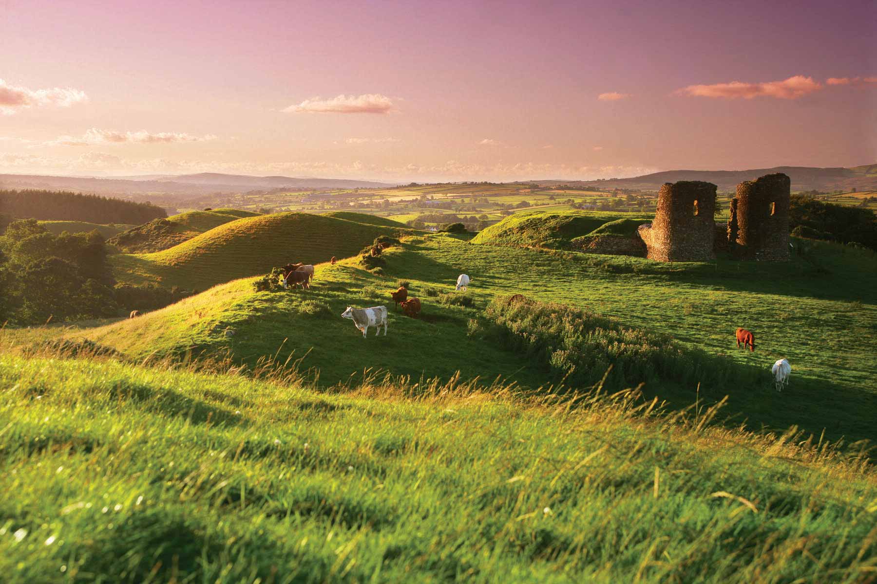 Kühe grasen gerne auf einem grünen Hügel in Irland